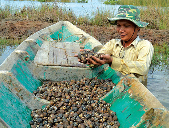 Nông dân huyện An Biên (Kiên Giang) nuôi sò huyết dưới tán rừng Nông dân huyện An Biên (Kiên Giang) nuôi sò huyết dưới tán rừng
