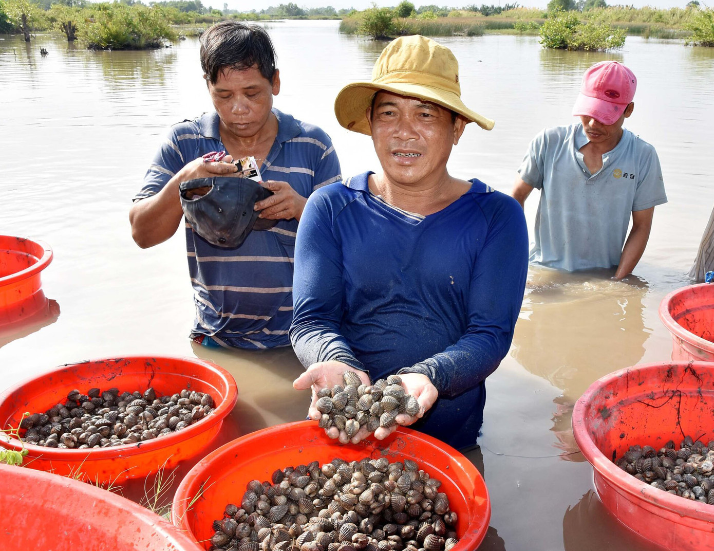 Với diện tích rừng ngập mặn lớn, người dân vùng bán đảo ở Kiên Giang có thể tận dụng thể nuôi sò huyết tạo sinh kế ổn định Với diện tích rừng ngập mặn lớn, người dân vùng bán đảo ở Kiên Giang có thể tận dụng thể nuôi sò huyết tạo sinh kế ổn định