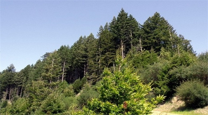 9. Gia đình Reed: Sau khi Mark Reed kết hôn với con gái của Sol Simpson, gia đình Reed tiếp tục điều hành kinh doanh của công ty Simpson Investment. Gia đình này đang sở hữu 3,8 triệu m2 đất