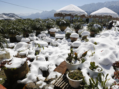 Vườn hoa dập nát, phủ một màu trắng