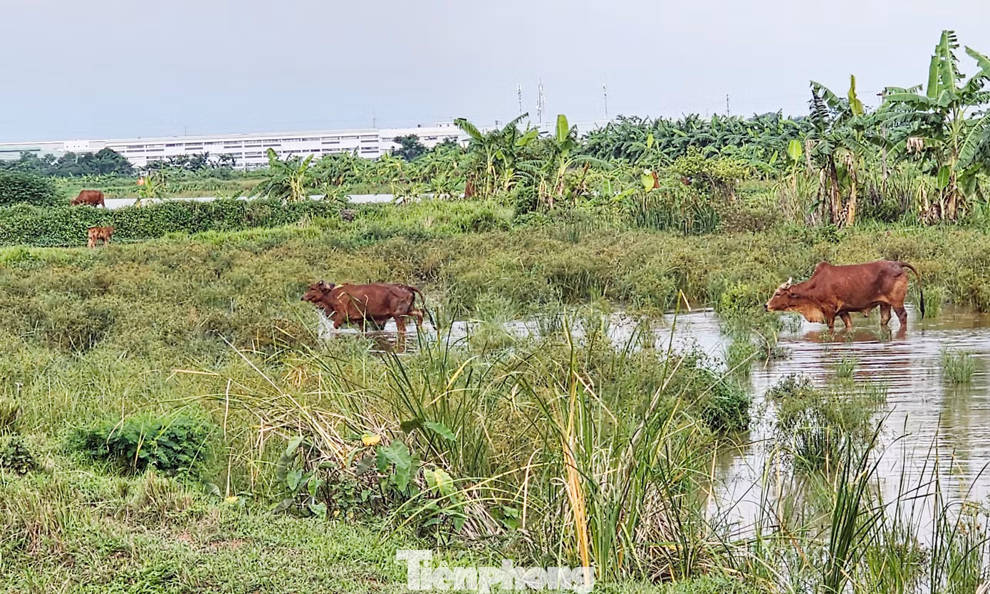 Thế nhưng, theo ghi nhận của PV Tiền Phong, Dự án Khu nhà ở sinh thái Đồng Mai sau gần 20 năm vẫn “trên giấy”, là khu đất bỏ hoang gây bức xúc cho người dân.