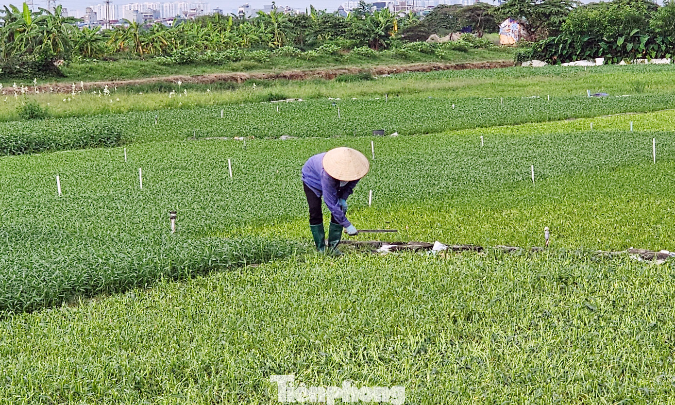 Đại diện chủ đầu tư cho biết, dự án chậm triển khai hơn chục năm qua do gặp nhiều vướng mắc cả chủ quan và khách quan dẫn tới hiện nay vẫn trong hiện trạng tiếp tục điều chỉnh quy hoạch. Hiện ngoài việc nằm chờ điều chỉnh quy hoạch 1/500, dự án còn gặp vướng mắc đối với diện tích hơn 2,8 ha chưa được GPMB. Đáng nói, diện tích chưa GPMB chính là lối vào của dự án do đó hiện dự án không có đường vào để thi công.