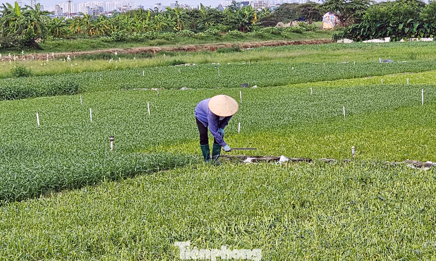 Đại diện chủ đầu tư cho biết, dự án chậm triển khai hơn chục năm qua do gặp nhiều vướng mắc cả chủ quan và khách quan dẫn tới hiện nay vẫn trong hiện trạng tiếp tục điều chỉnh quy hoạch. Hiện ngoài việc nằm chờ điều chỉnh quy hoạch 1/500, dự án còn gặp vướng mắc đối với diện tích hơn 2,8 ha chưa được GPMB. Đáng nói, diện tích chưa GPMB chính là lối vào của dự án do đó hiện dự án không có đường vào để thi công.
