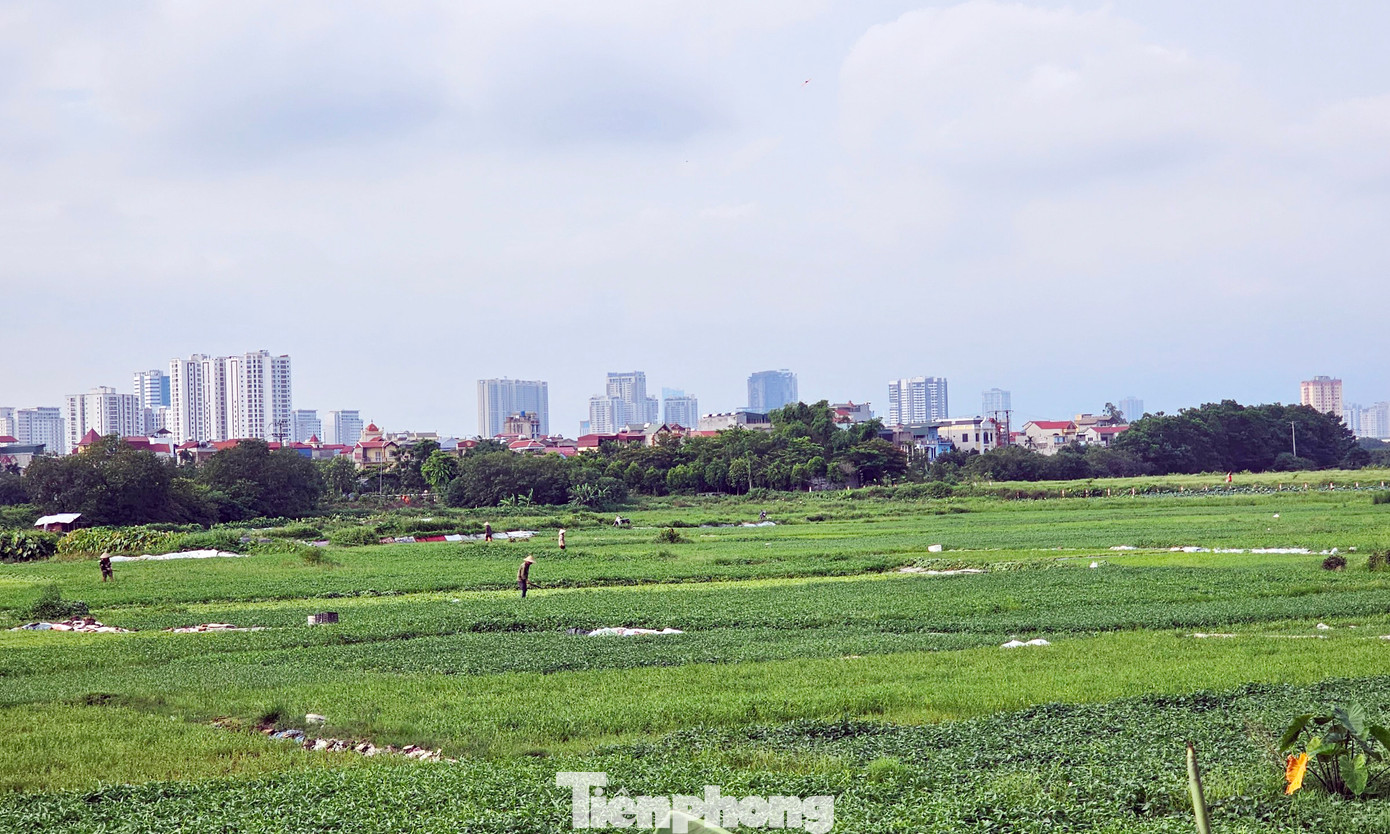 Người dân vẫn canh tác, trồng lúa, trồng rau trên khu đất dự án. Người dân vẫn canh tác, trồng lúa, trồng rau trên khu đất dự án.