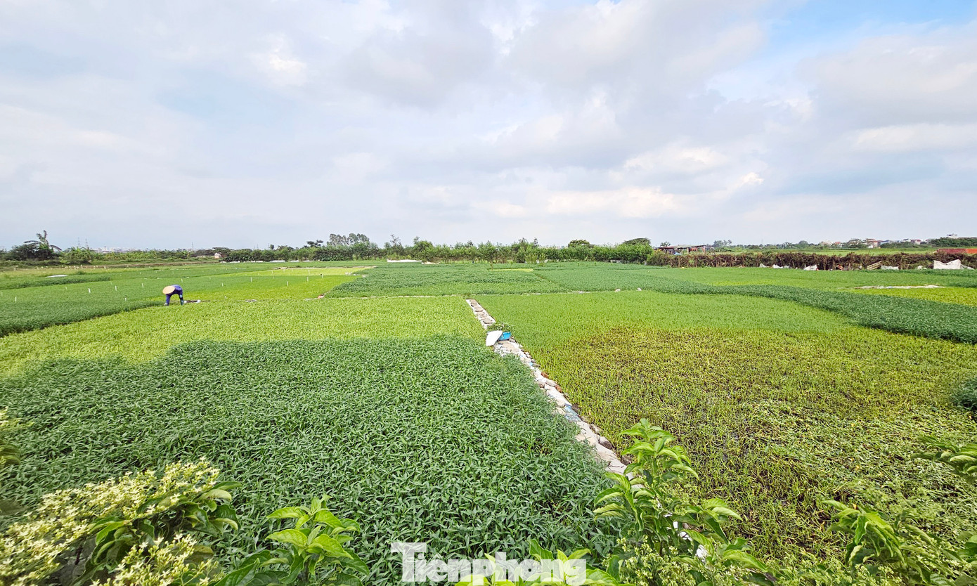 Tháng 11/2009, UBND TP Hà Nội phê duyệt chủ trương đầu tư dự án, lập điều chỉnh quy hoạch chi tiết xây dựng khu vực Đồng Mai tỷ lệ 1/2000. 4 năm sau, tháng 8/2013, UBND TP Hà Nội ban hành Quyết định phê duyệt điều chỉnh quy hoạch chi tiết xây dựng khu vực Đồng Mai tỷ lệ 1/2000. Quyết định này được xem là cơ sở để Công ty Phong Phú thực hiện các bước thủ tục chuyển đổi sang xây dựng đô thị sau này.