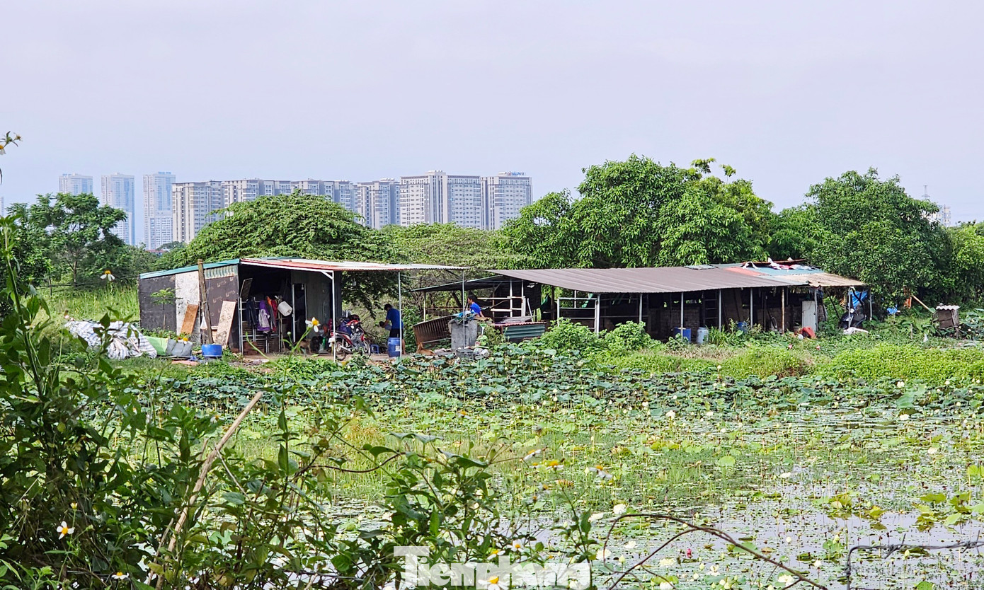 Người dân tận dụng khu đất dự án bỏ hoang để trồng sen, nuôi cá… Người dân tận dụng khu đất dự án bỏ hoang để trồng sen, nuôi cá…