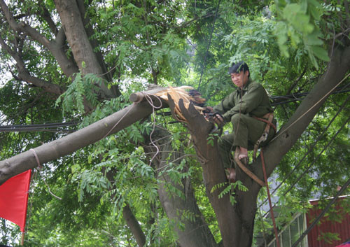 Nhân viên môi trường xử lí thân cây gãy