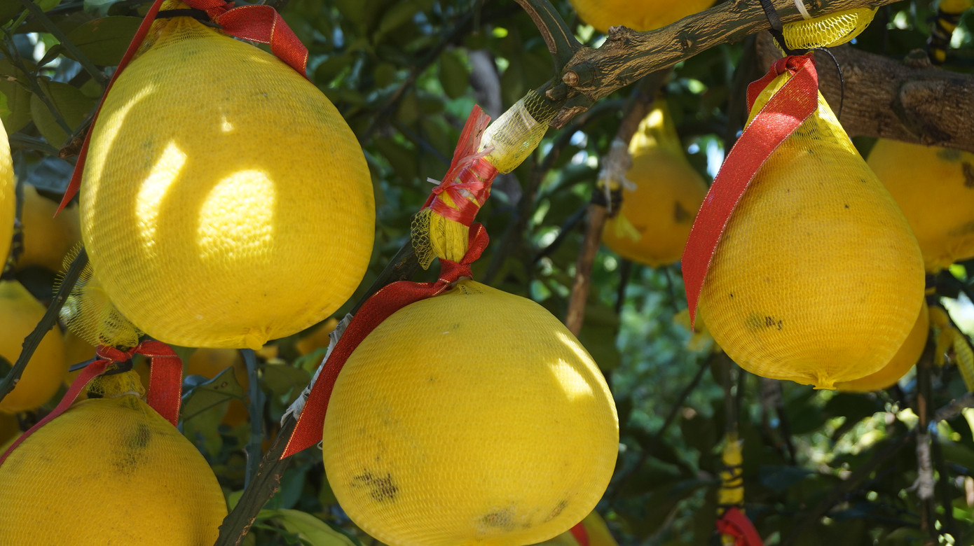 Bưởi diễn vượt hàng nghìn cây số vào Nam, người Sài Gòn ký tên lên chậu đặt trước ảnh 1