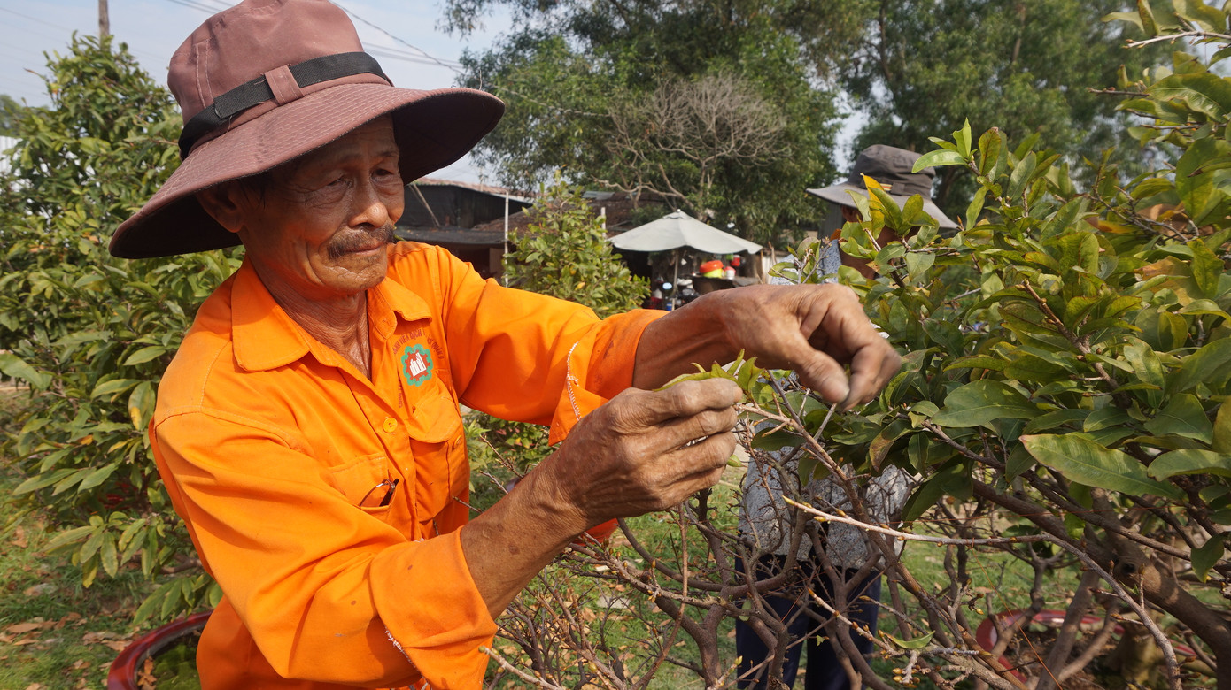 Chi cả tỷ đồng thuê người lặt lá mai tết ảnh 6