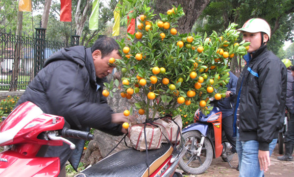 Hai cây quất nhỏ được bán với giá 80 nghìn đồng