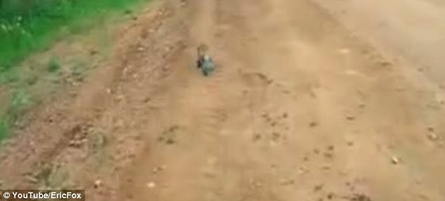 Nhìn thấy người, chú cáo mạnh dạn chạy tới nhờ giúp đỡ