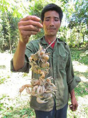 Xâu cua của ông Duyên thu được sau một giờ câu. Ảnh: Nông nghiệp Việt Nam