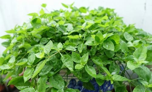 Là loại rau mới được trồng vài năm gần đây nhưng rau ngót Nhật lại được nhiều gia đình ưa chuộng. Rau mềm như mồng tơi, trước khi nấu canh, vò nhẹ như rau ngót. Chỉ cần giâm cành xuống đất khoảng hơn một tháng là có thể thu hoạch và sử dụng. Là loại rau mới được trồng vài năm gần đây nhưng rau ngót Nhật lại được nhiều gia đình ưa chuộng. Rau mềm như mồng tơi, trước khi nấu canh, vò nhẹ như rau ngót. Chỉ cần giâm cành xuống đất khoảng hơn một tháng là có thể thu hoạch và sử dụng.