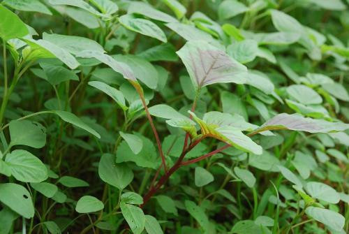 Rau dền là loại rau có lá hình thoi hay hình ngọn giáo, thon hẹp ở gốc, nhọn tù, có bộ rễ khoẻ, ăn sâu nên chịu hạn và chịu nước rất giỏi. Không cần chăm sóc, bón phân, rau dền vẫn có thể lên tươi tốt và ít sâu bệnh. Chỉ cần 20-25 ngày là có thể thu hoạch. Rau dền là loại rau có lá hình thoi hay hình ngọn giáo, thon hẹp ở gốc, nhọn tù, có bộ rễ khoẻ, ăn sâu nên chịu hạn và chịu nước rất giỏi. Không cần chăm sóc, bón phân, rau dền vẫn có thể lên tươi tốt và ít sâu bệnh. Chỉ cần 20 – 25 ngày là có thể thu hoạch.