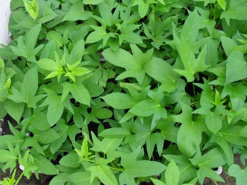 Hiện nay, rau lang đang dần phổ biến trong các bữa cơm gia đình với các món luộc hoặc xào. Chỉ cần vài cành bạn đầu, những dây rau lang nhanh chóng bò khắp nơi. Đặc biệt sau khi trời mưa, cây sẽ lên xanh mơn mởn, ngọn rất non, ngọt. Hiện nay, rau lang đang dần phổ biến trong các bữa cơm gia đình với các món luộc hoặc xào. Chỉ cần vài cành bạn đầu, những dây rau lang nhanh chóng bò khắp nơi. Đặc biệt sau khi trời mưa, cây sẽ lên xanh mơn mởn, ngọn rất non, ngọt.