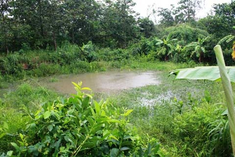 Ao tù, nơi mà người vợ cho rằng, đã vứt “của quý” của chồng ở đó. Ao tù, nơi mà người vợ cho rằng, đã vứt “của quý” của chồng ở đó