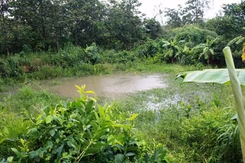 Ao tù, nơi mà người vợ cho rằng, đã vứt “của quý” của chồng ở đó. Ao tù, nơi mà người vợ cho rằng, đã vứt “của quý” của chồng ở đó