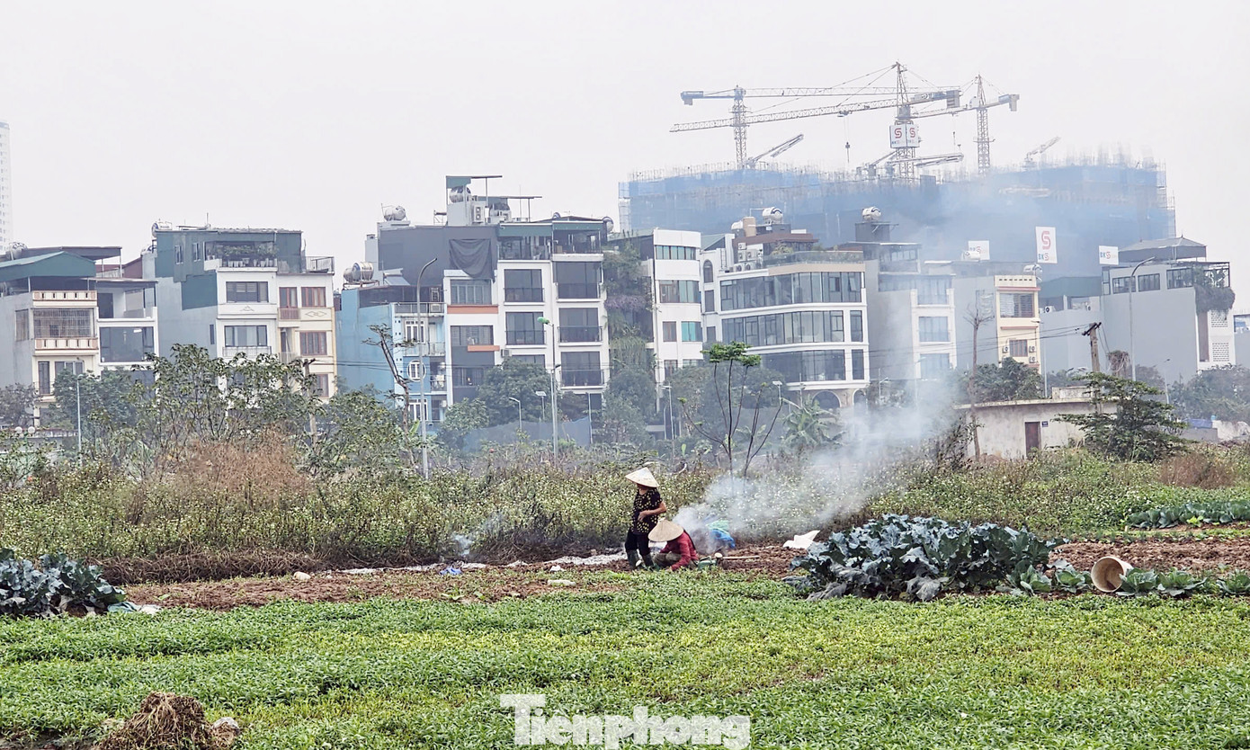 Một số khu vực đã giải phóng mặt bằng được người dân tận dụng trồng rau.