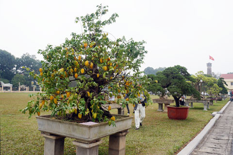 Cây khế sai trĩu quả