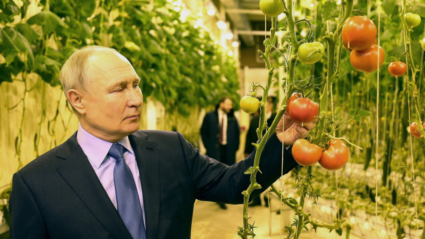 Tổng thống Putin thăm nhà kính. Ảnh: Tass Tổng thống Putin thăm nhà kính. Ảnh: Tass