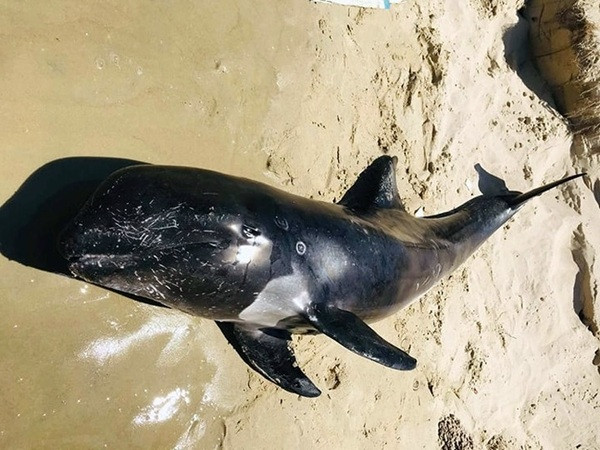 Bản tin 8H: Khuất tất vụ vợ nguyên bí thư tỉnh ủy được cấp đất ‘vàng’ ảnh 1