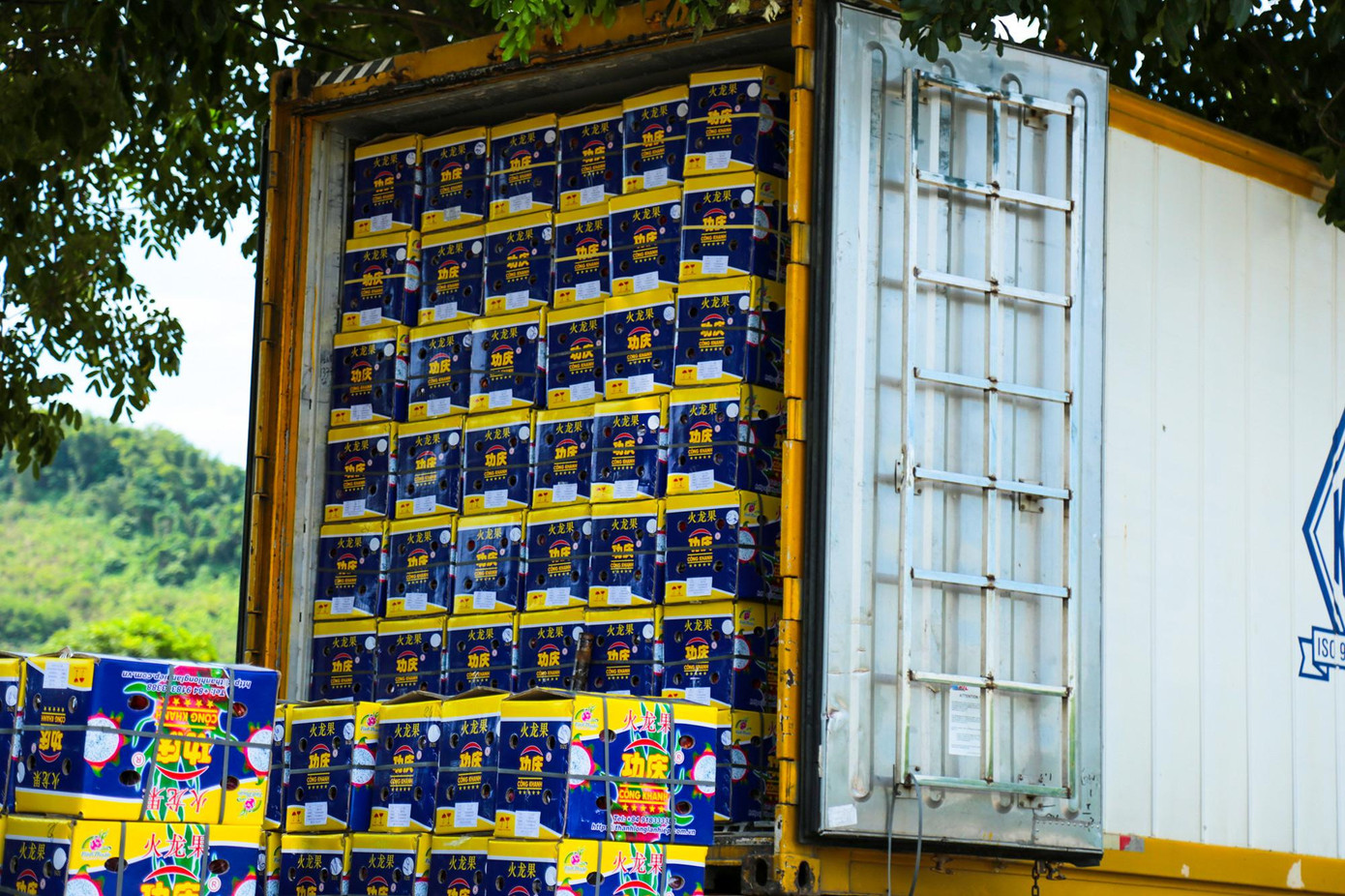 Xe chở mặt hàng thanh long có xuất xứ từ các tỉnh phía Nam, di chuyển một quãng đường dài lên cửa khẩu đường bộ số II Kim Thành, Lào Cai. Một số xe phải dừng ở sân chờ, đóng tem mác trước khi vào đăng ký xuất khẩu.