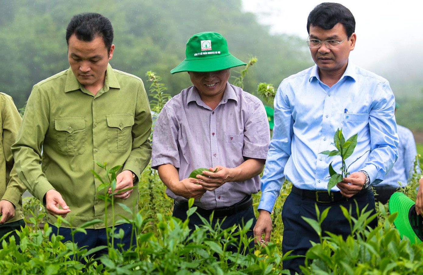 Cũng theo Bí thư Tỉnh ủy Lào Cai, sản xuất nông nghiệp nói chung và trồng chè nói riêng đòi hỏi thời gian lựa chọn giống phù hợp, cải tạo đất, trồng, chăm sóc, cho cây sinh trưởng ... nên bà con nông dân cần bỏ tâm lý “ăn xổi”; cần kiên trì, đồng thuận, đoàn kết và phối hợp chặt chẽ với các bộ ở địa phương thì vùng trồng chè mới bảo đảm phát triển ổn định, bền vững, sớm mang lại thu nhập. Cũng theo Bí thư Tỉnh ủy Lào Cai, sản xuất nông nghiệp nói chung và trồng chè nói riêng đòi hỏi thời gian lựa chọn giống phù hợp, cải tạo đất, trồng, chăm sóc, cho cây sinh trưởng ... nên bà con nông dân cần bỏ tâm lý “ăn xổi”; cần kiên trì, đồng thuận, đoàn kết và phối hợp chặt chẽ với các bộ ở địa phương thì vùng trồng chè mới bảo đảm phát triển ổn định, bền vững, sớm mang lại thu nhập.