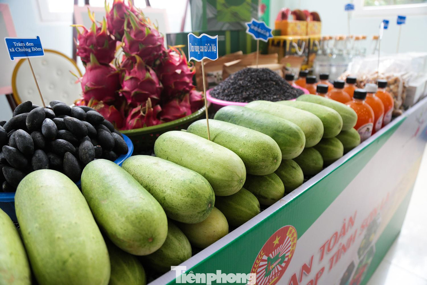 Dưa Mèo vùng cao xã Cao Mạ, huyện Thuận Châu được trồng ở các nương mới, đất tơi xốp cho quả to.