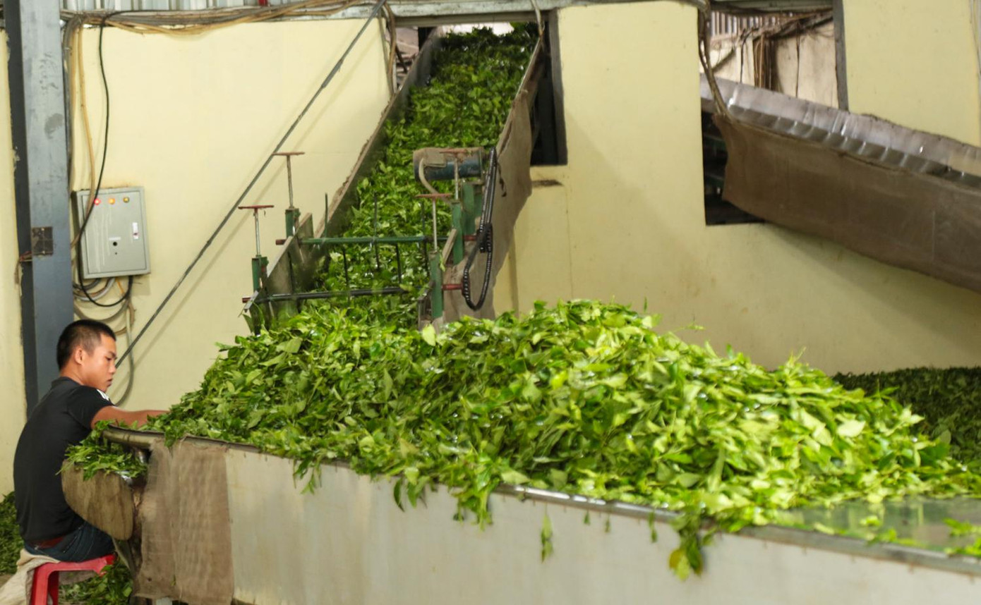 Về mặt đầu ra, bao tiêu cho cây chè, trên địa bàn huyện Mường Khương hiện có 7 nhà máy chế biến chè chất lượng cao. Đặc biệt, hầu hết các sản phẩm chè có nguồn gốc từ huyện biên giới này đều được xuất khẩu sang các thị trường lớn như Trung Đông, châu Âu. Về mặt đầu ra, bao tiêu cho cây chè, trên địa bàn huyện Mường Khương hiện có 7 nhà máy chế biến chè chất lượng cao. Đặc biệt, hầu hết các sản phẩm chè có nguồn gốc từ huyện biên giới này đều được xuất khẩu sang các thị trường lớn như Trung Đông, châu Âu.