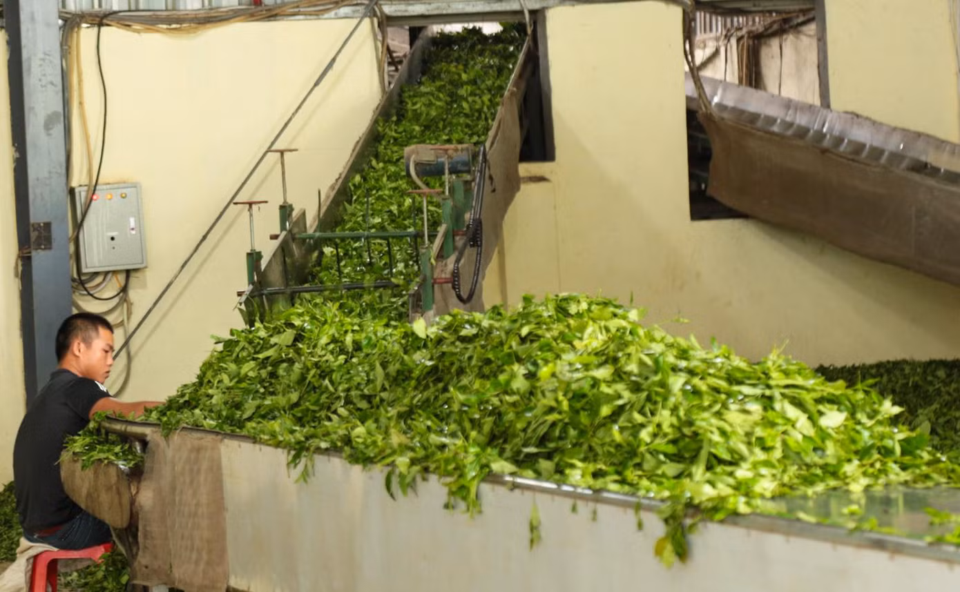 Về mặt đầu ra, bao tiêu cho cây chè, trên địa bàn huyện Mường Khương hiện có 7 nhà máy chế biến chè chất lượng cao. Đặc biệt, hầu hết các sản phẩm chè có nguồn gốc từ huyện biên giới này đều được xuất khẩu sang các thị trường lớn như Trung Đông, châu Âu.