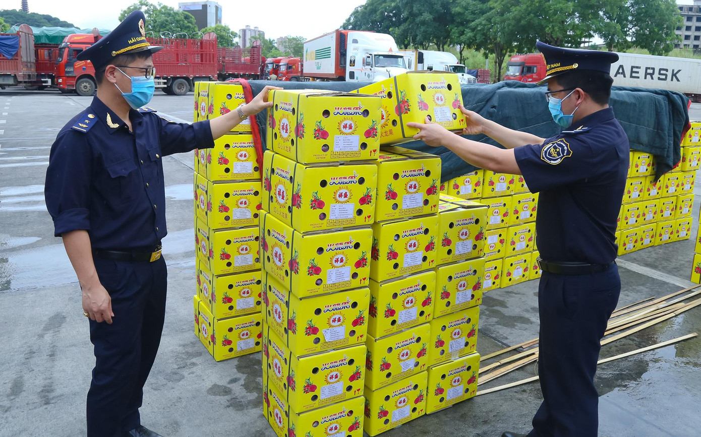 Trong 24 xe chở quả thanh long với trọng lượng 551 tấn, trị giá 9,3 tỷ đồng đăng ký tờ khai Hải quan, có 16 xe với trọng lượng hàng 358 tấn, trị giá khoảng 6,2 tỷ đồng đã thực xuất từ ngày 26 - 29/6.