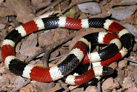 “Rắn vua' 3 màu tuyệt đẹp sống trên dãy núi cao 4.000m ảnh 3