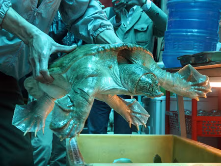 Con ba ba quý hiếm bị thu giữ