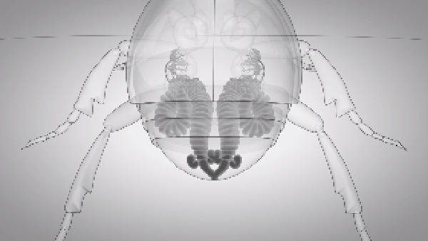 Chẳng phải hổ, báo, sư tử... loài bọ này mới là những kẻ “khủng bố” đích thực của tự nhiên ảnh 3