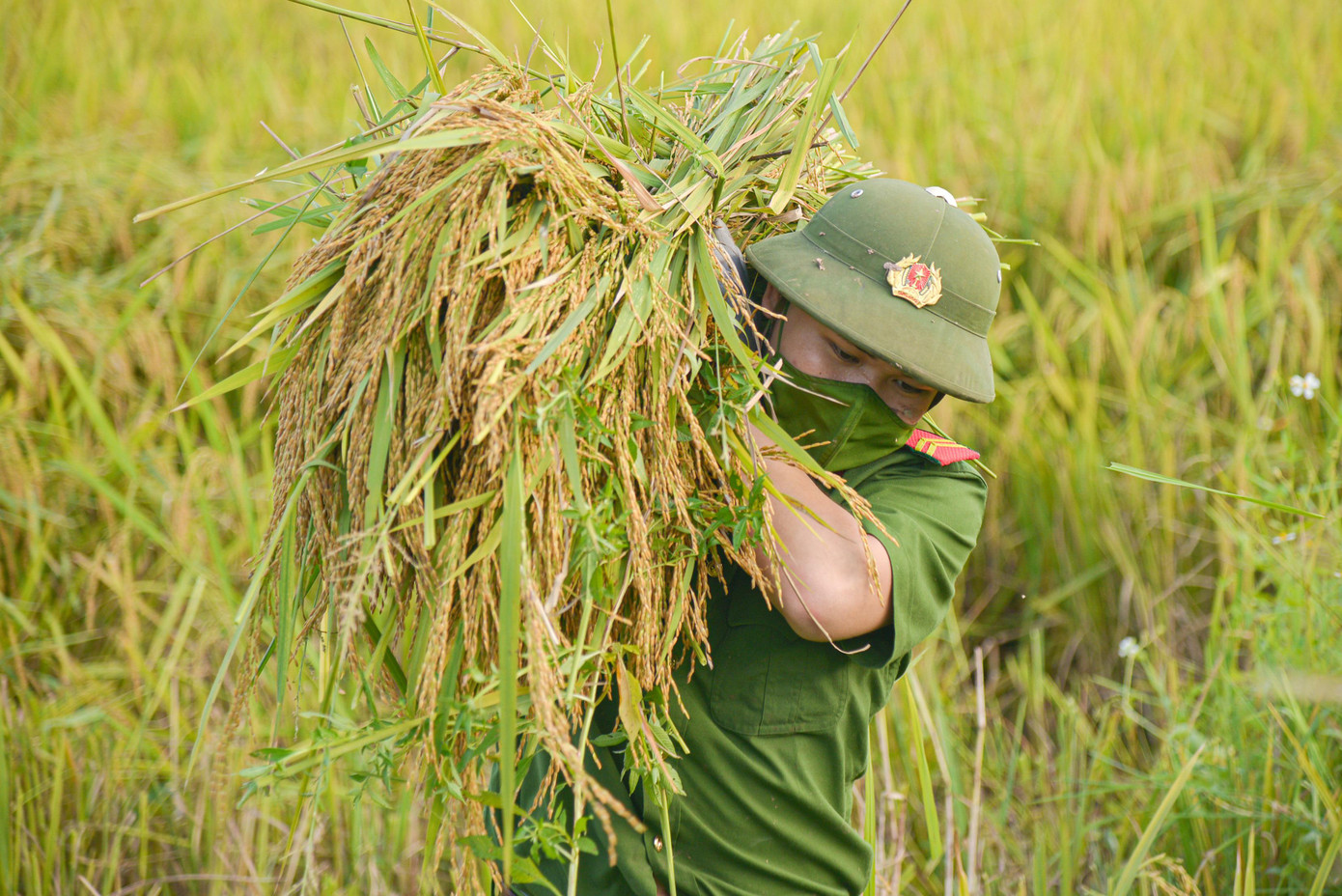Những người lính trẻ đội nắng gặt lúa cho bà con vùng cách ly y tế tại huyện Ứng Hòa. Ảnh: VIẾT NIỆM