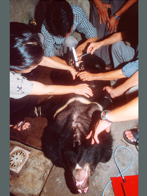 Trích hút mật từ gấu nuôi ở một trại gấu của Việt Nam 