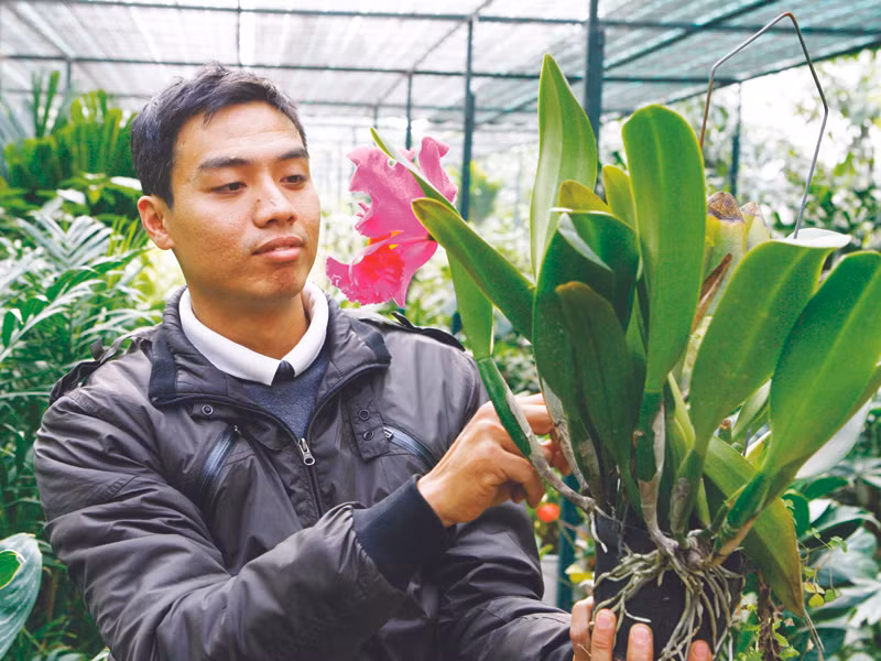 Gần tết cứ tan việc ở cơ quan, Nguyễn Tiến Dũng lại về nhà bắt đầu gọt thủy tiên, có khi đến tận nửa đêm mới ngừng