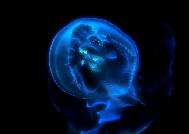 Top 10 loài động vật cổ xưa nhất Trái Đất hiện vẫn đang tồn tại ảnh 8