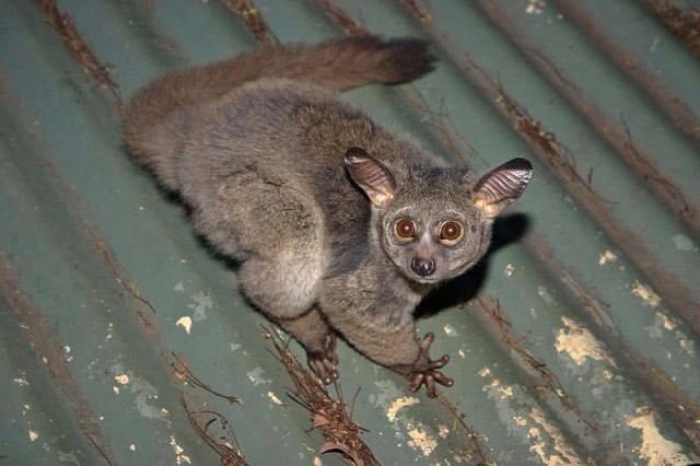 Top 10 loài động vật chỉ có thể tìm thấy ở Châu Phi ảnh 4