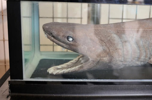 Top 10 loài động vật cổ xưa nhất Trái Đất hiện vẫn đang tồn tại ảnh 2