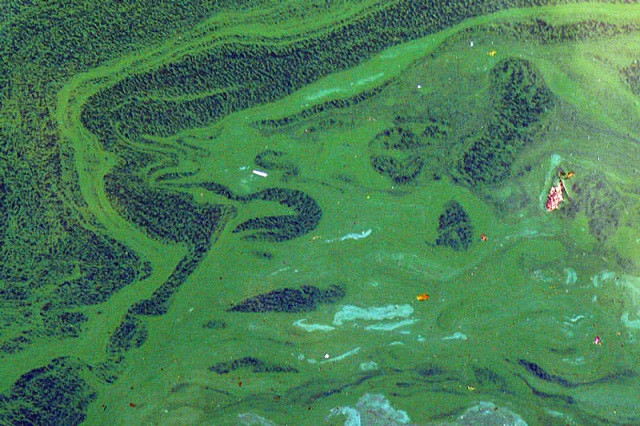 Top 10 loài động vật cổ xưa nhất Trái Đất hiện vẫn đang tồn tại ảnh 10