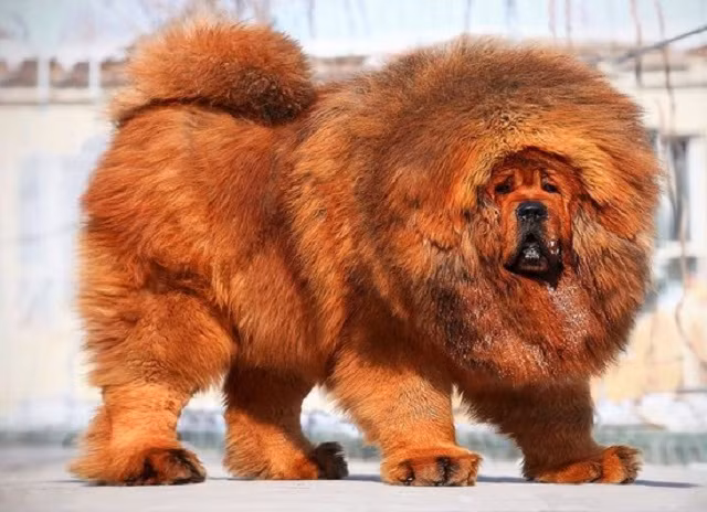 Hai giống chó đắt nhất thế giới ảnh 1