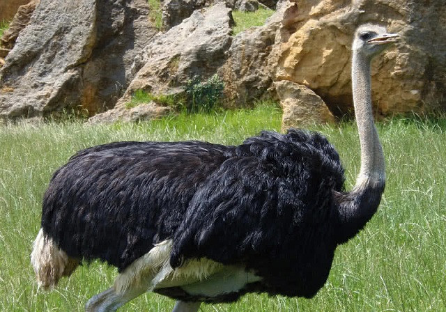 Top 10 loài động vật chỉ có thể tìm thấy ở Châu Phi ảnh 2