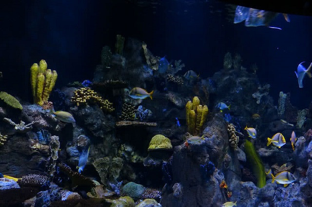 Top 10 loài động vật cổ xưa nhất Trái Đất hiện vẫn đang tồn tại ảnh 9