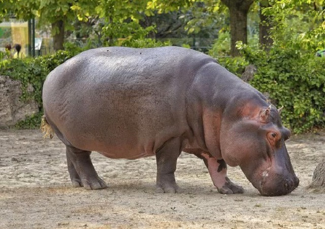 Những loài động vật phát ra tiếng kêu lớn nhất Trái Đất ảnh 2