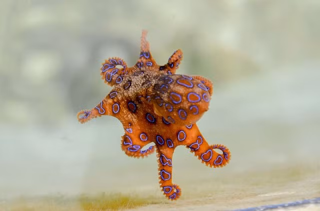 Những loài động vật có bề ngoài vô hại nhưng cực kỳ nguy hiểm ảnh 4