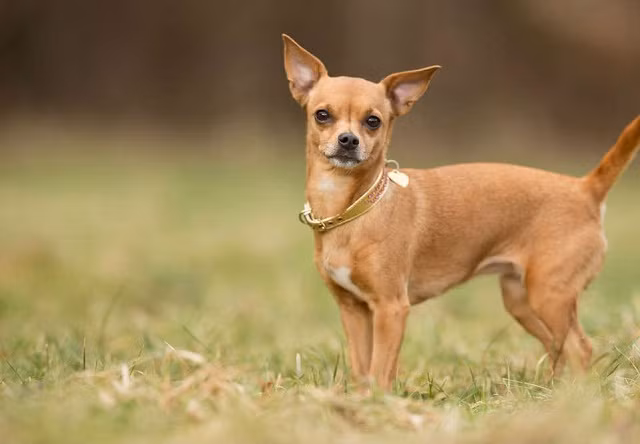 Hai giống chó thích hợp nuôi trong căn hộ nhỏ và chung cư ảnh 2