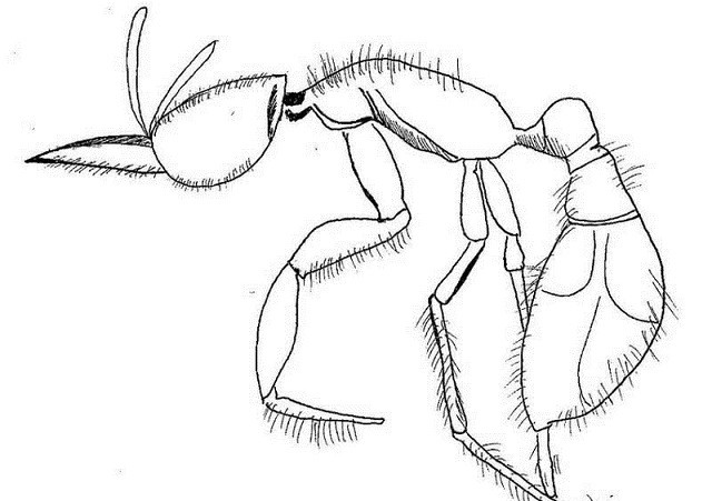 Top 10 loài động vật cổ xưa nhất Trái Đất hiện vẫn đang tồn tại ảnh 1