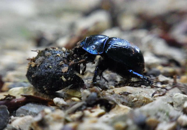 Top 10 loài động vật khỏe nhất hành tinh ảnh 5