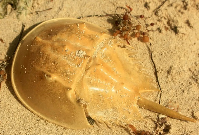 Top 10 loài động vật cổ xưa nhất Trái Đất hiện vẫn đang tồn tại ảnh 6